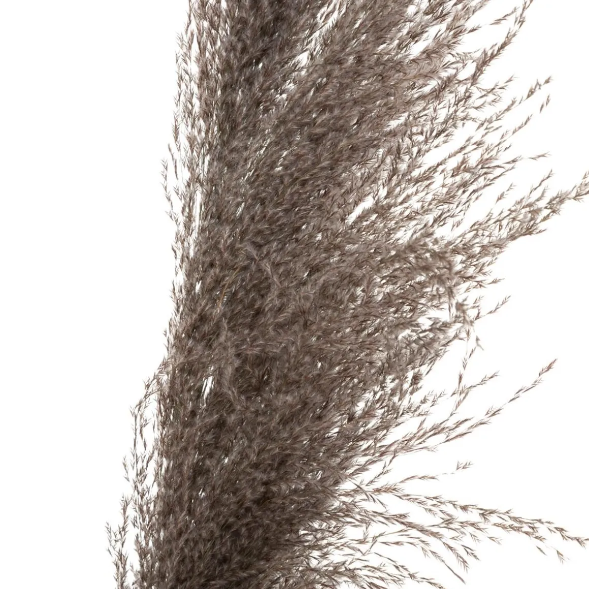 3 fleurs séchées "Pampa brune"