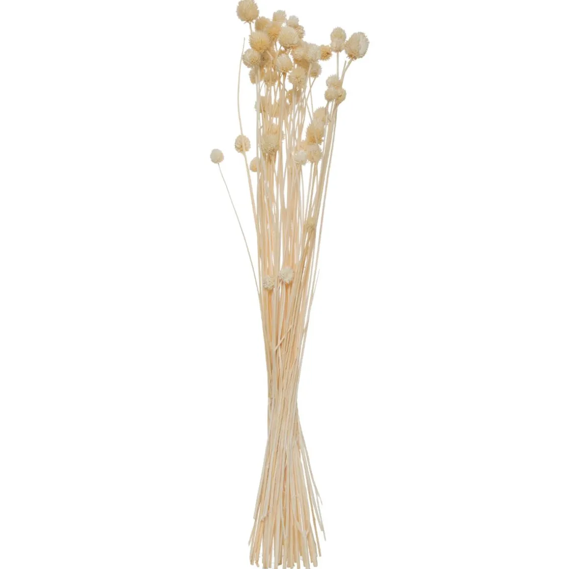 Bouquet de plantes séchées