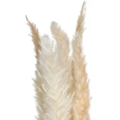 Set de 6 fleurs séchées "Pampa naturelle"