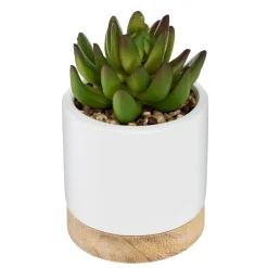 Succulente artificielle